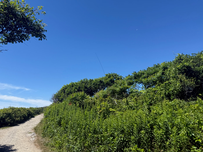 My 33' mast poking out of the tree